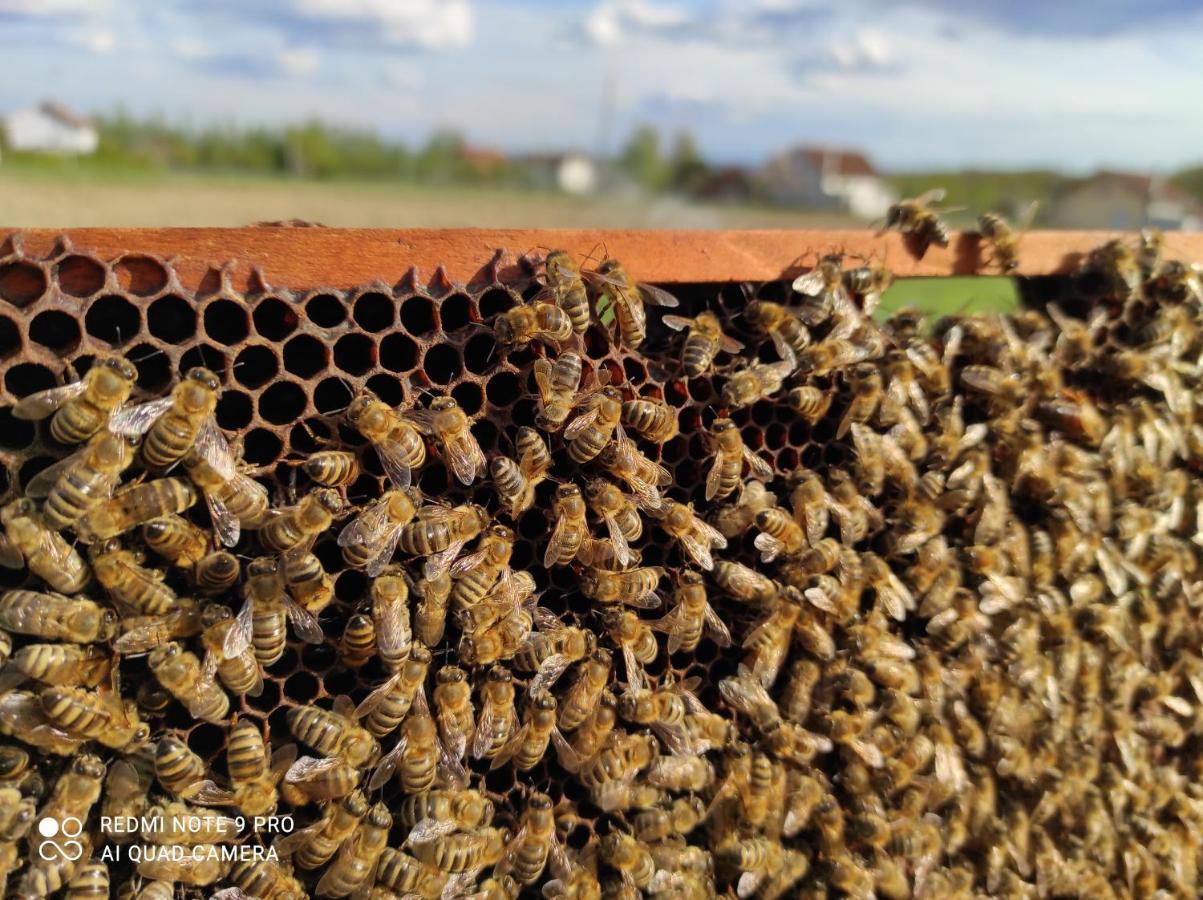 Home Of Nature - Kuca Prirode Odzak ภายนอก รูปภาพ