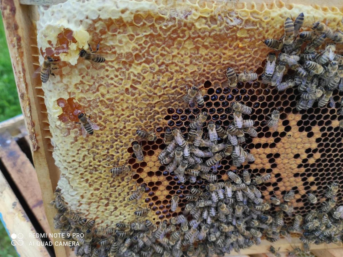 Home Of Nature - Kuca Prirode Odzak ภายนอก รูปภาพ